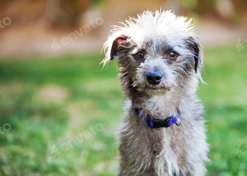 Visualização: Cute Terrier Crossbreed Dog Outside