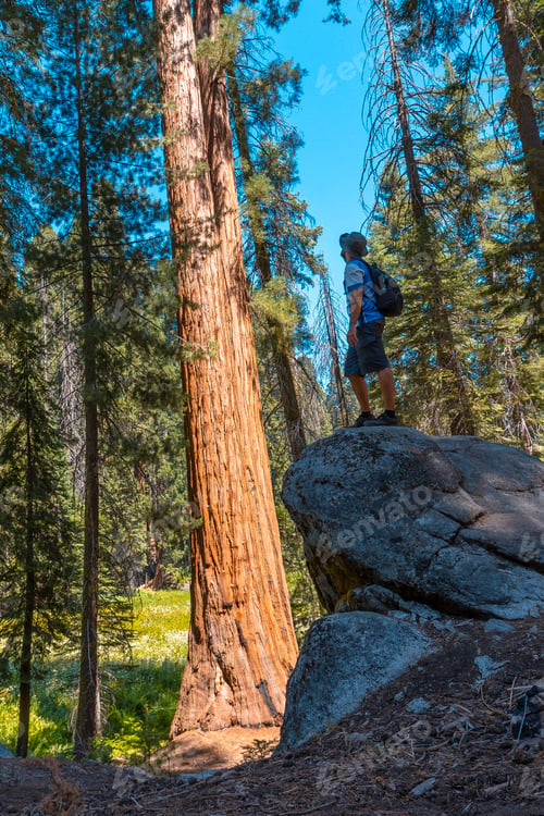 Preview: A young man on top of a stone next to a giant tree in Sequoia National Park