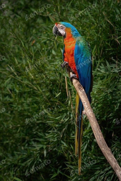 Preview: Catalina Macaw - Hybrid Macaw (Ara ararauna x Ara Macao)