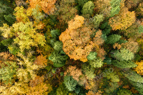 Preview: Aerial View Of Colorful Autumn Forest Canopy In Vancouver, BC, Canada