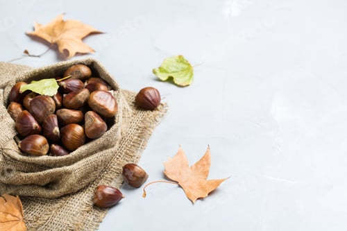 Preview: Harvest fall autumn concept. Ripe raw chestnuts in canvas bag