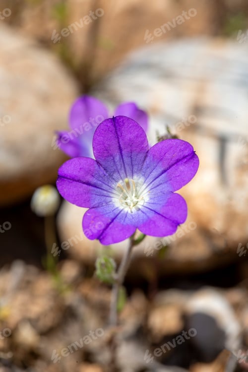 Preview: Wild flower; scientific name; legousia pentagonia