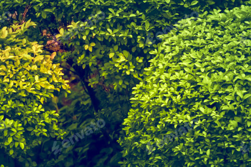 Preview: Green leaf background