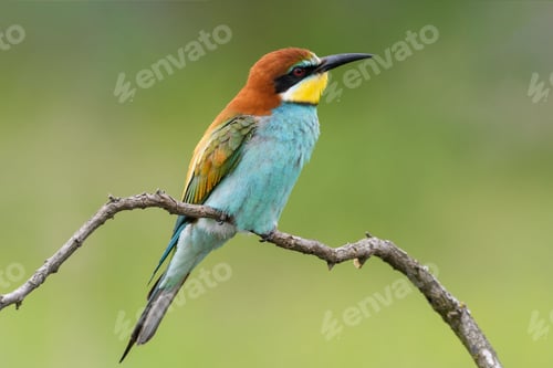Preview: European Bee-Eater Sitting on a Stick.