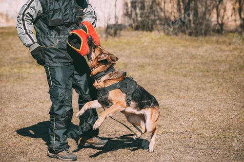 Preview: Alsatian Wolf Dog Biting Sleeve During Training. Deutscher Dog