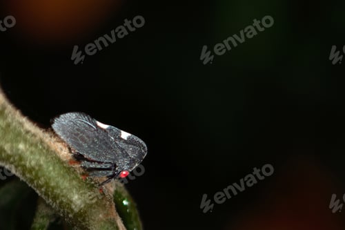 Preview: Membracis insect perched on plant stem in forest