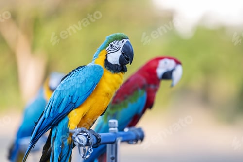 Preview: A stunning blue-and-yellow macaw perches on a metal stand