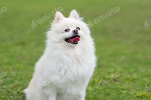 Preview: Cute white pomeranian dog at green lawn park