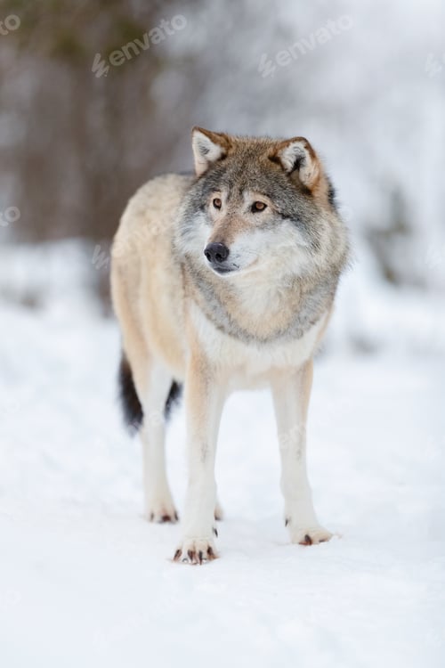 Preview: Portrait of brown wolf on snow covered field in the forest