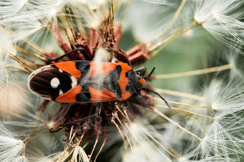 Preview: Close-up shot of a European firebug on a dandelion