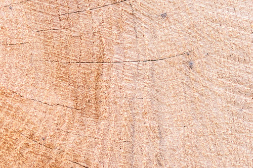 Preview: the surface of a tree shows its growth on it's trunk