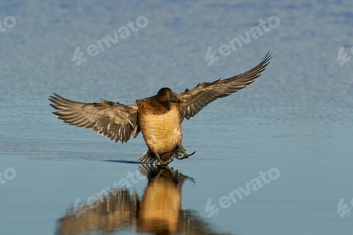 Preview: Eurasian wigeon (Mareca penelope)