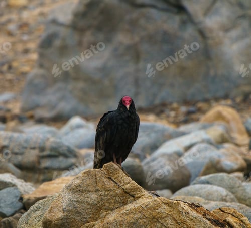 Preview: Red-headed vulture standing on a rock in Atacama Desert, Antofagasta, Chile