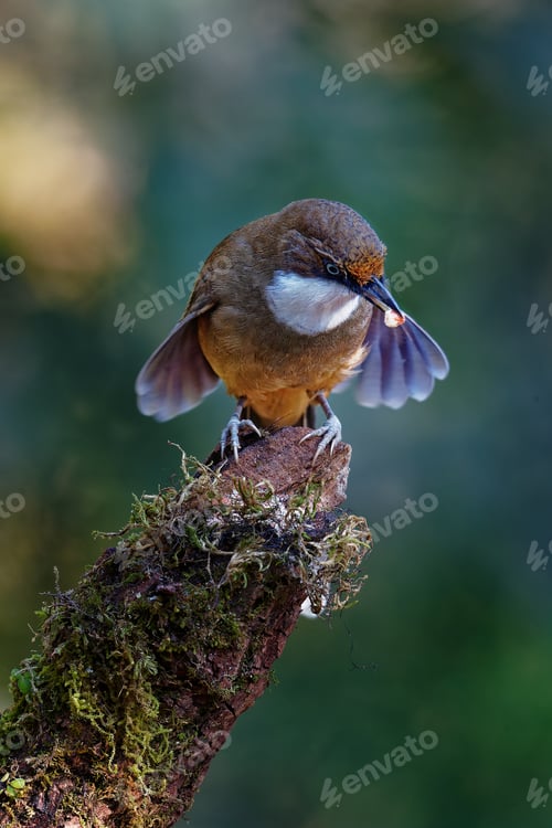 Preview: Small Bird Perched on Mossy Branch Eating