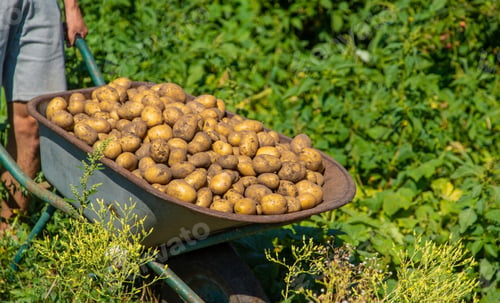 Preview: Digging potatoes. Harvest potatoes on the farm.