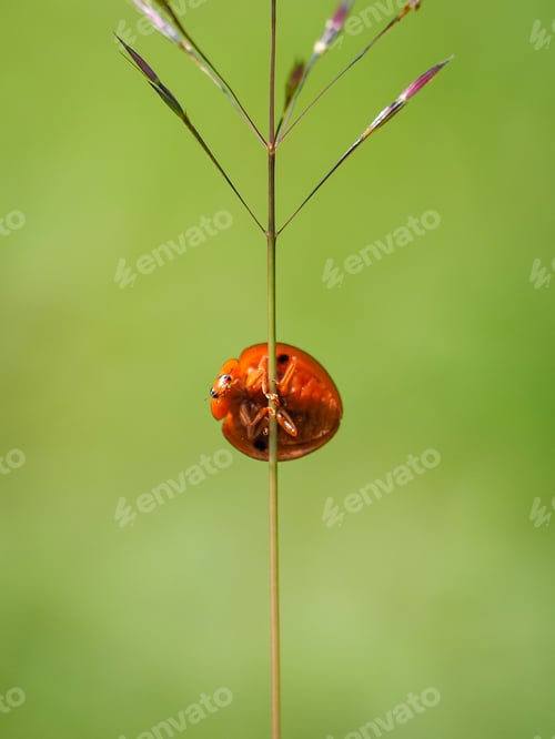 Preview: lady bugs