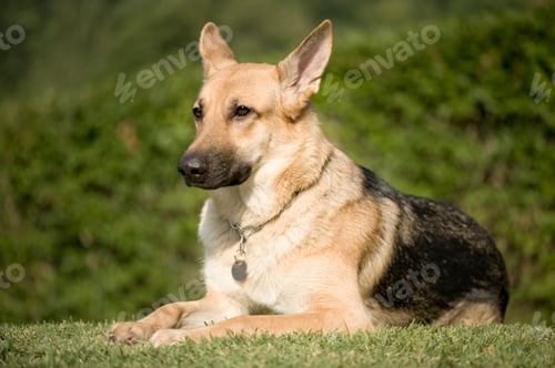 Preview: german shepherd