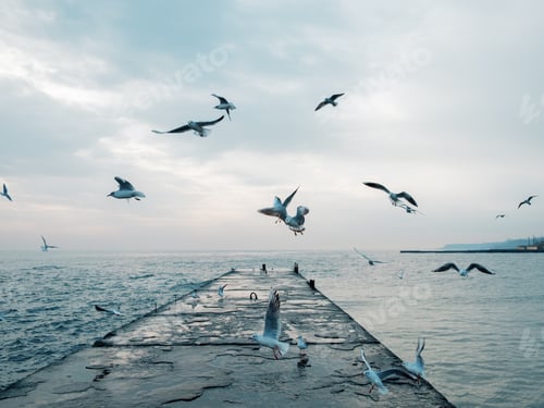 Preview: Sea gulls flying over pier