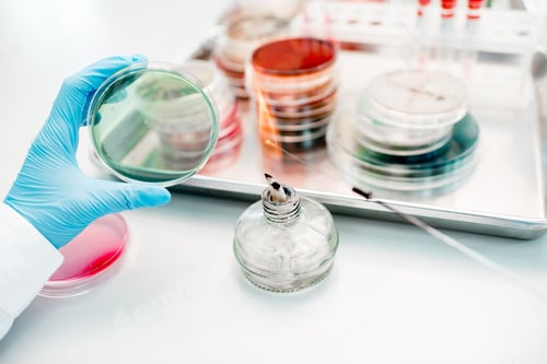 Preview: Bacteriological seeding in laboratory
