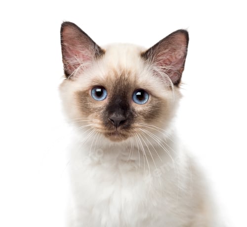 Preview: Close-up of a Birman kitten, 3 months old, isolated on white