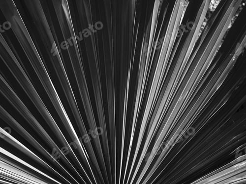 Preview: Gray scale shot of leave