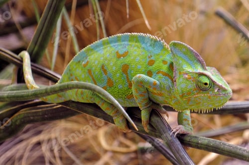 Preview: chameleon, reptile, pet, coloured, colours