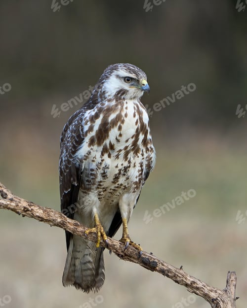 Preview: Common buzzard (Buteo buteo)