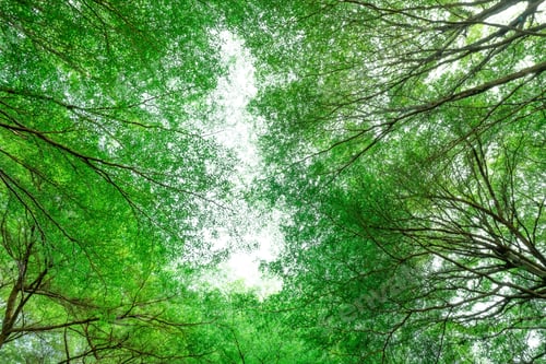 Preview: Bottom view of tree with green leaves and branches in tropical forest. Fresh environment in park.