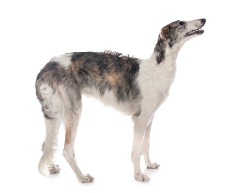 Preview: borzoi in studio