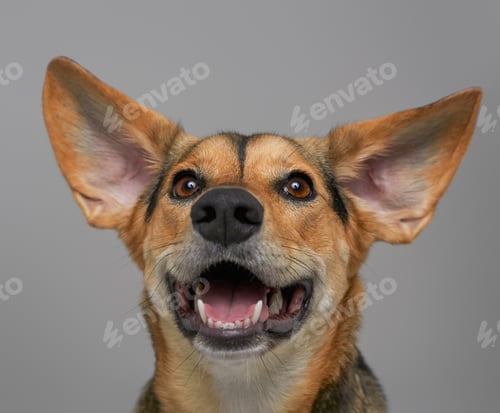 Preview: Joyful canine pet smiling against light gray background