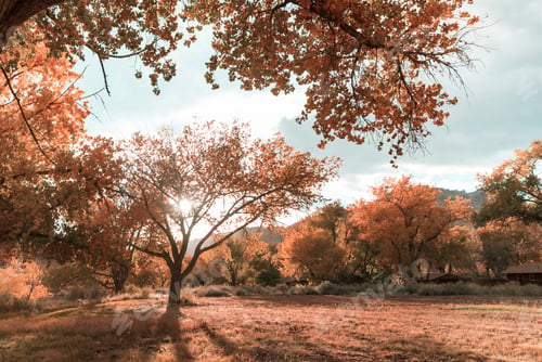 Preview: Autumn garden