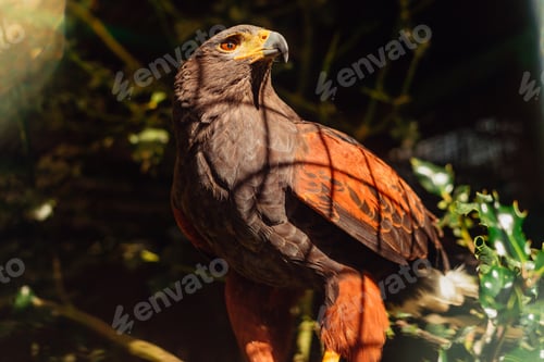Preview: Harris Eagle perched on a branch