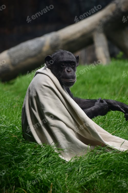 Preview: monkey