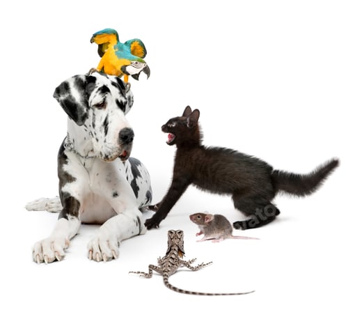 Preview: Group of pets in front of white background