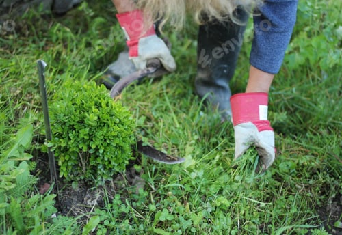 Preview: A woman cutting grass with a sickle