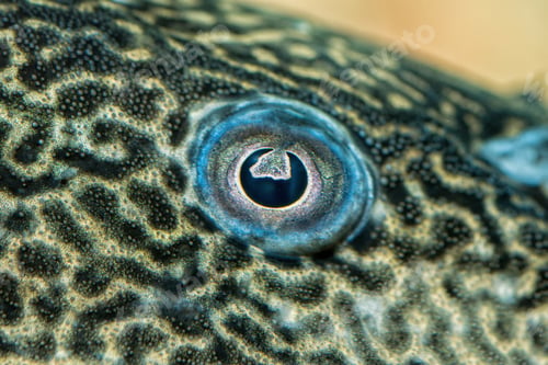 Preview: Detail of eye of suckermouth fish