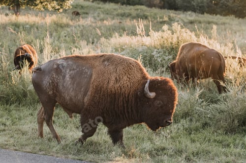 Preview: Wild bison grazing during golden hour