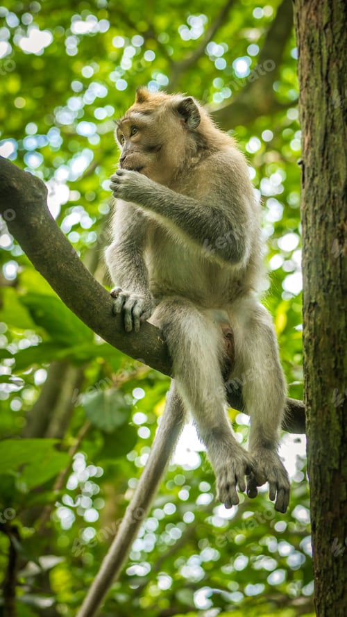 Preview: Long-tailed macaques sitting on an Tree, Macaca fascicularis, in Sacred Monkey Forest, Ubud