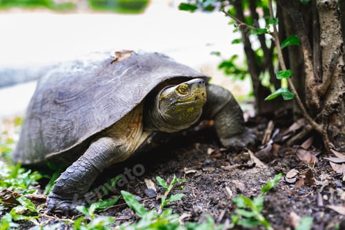 Preview: Turtle Resting Near a Tree in Natural Habitat