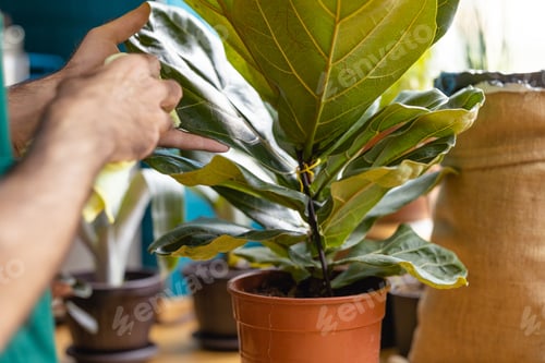 Preview: Cleaning fiddle leaf fig