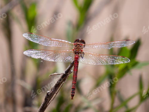 Preview: Selective focus shot of a dragonfly perched atop a green stem