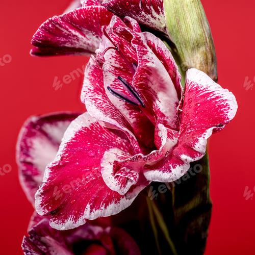 Preview: Blooming Gladiolus Jiri Vaclavik on a red background