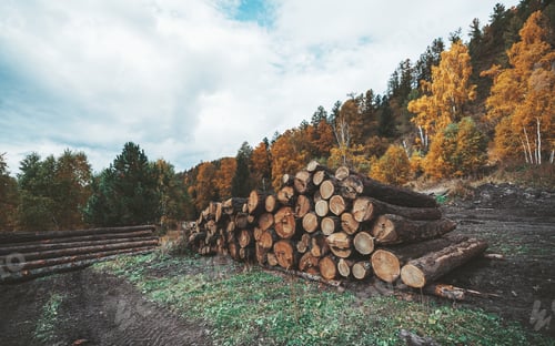 Preview: Freshly cut tree trunks stacked up