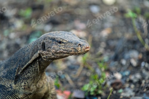 Preview: Face of monitor lizard (Varanus)