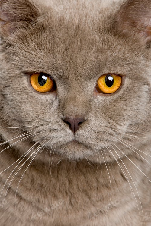 Preview: close up of a british shorthair (10 months old)