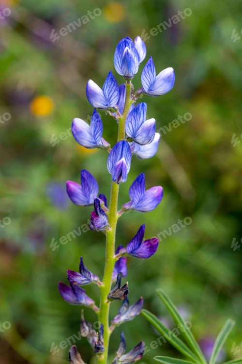 Preview: Close up of a blue annual wild lupin lupinus angustifolius growing in a field spreading