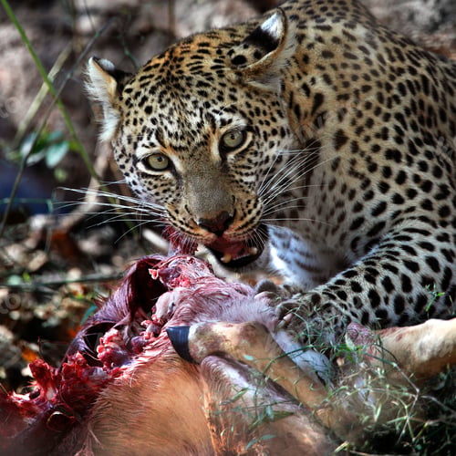 Preview: Leopard on it's kill - Botswana