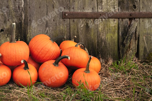 Preview: Many ripe orange pumpkins on grass near wooden fence. Space for text