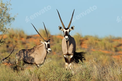 Preview: Gemsbok antelopes in natural habitat