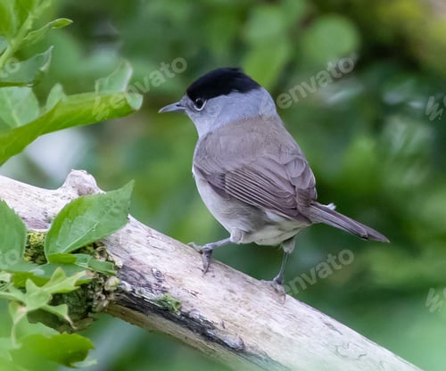 Preview: Closeup shot of a cute Eurasian blackcap bird standing on a tree in a sunny garden